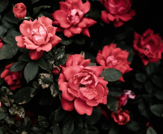 Посмотрите, как в Ботаническом цветут лотосы и розы! Делимся делами, которые мы запланировали на эти выходные